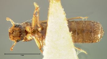 Media type: image;   Entomology 6549 Aspect: habitus ventral view